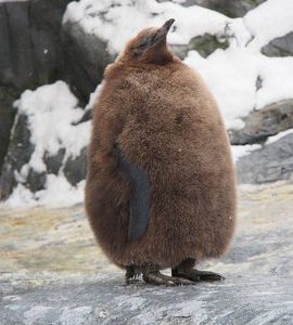 推特热议「企鹅冷知识」你有看过进化未完全的企鹅?