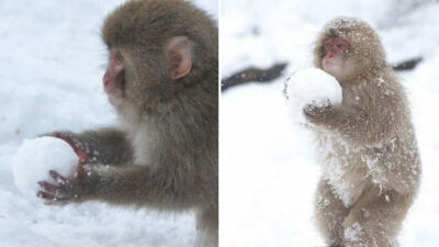 日本「超萌小猴玩雪照」网被萌翻，熟练小手「搓雪球」比人捏得还要圆！