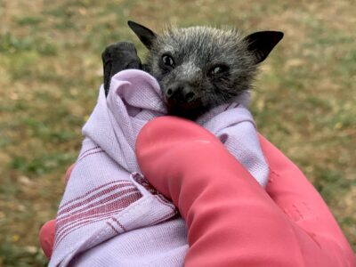 生态灾难 澳洲野火致数千只小狐蝠饿死