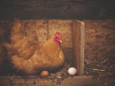 学者揭晓「千年谜团」惊人答案曝光，先有鸡还是有蛋?